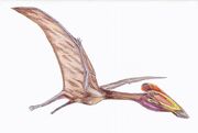 Bakonydraco1DB