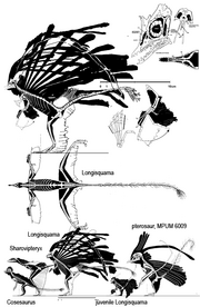 Longisquama