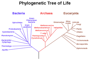 A  tree of living things, based on RNA data and proposed by Carl Woese, showing the separation of bacteria, archaea, and eukaryotes.