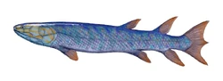 A species of lobe-finned fish that existed in the Late Devonian Period. The  were believe to be one of the early lobe-finned fishes that begin transition towards terrestrial life.