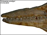 Tylosaurus