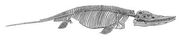 Ichthyosaur Drawing