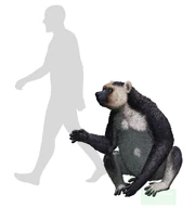 Reconstruction of Archaeoindris fontoynontii size