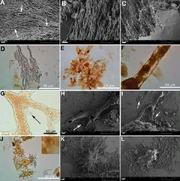 Soft tissue hadrosaur 2009