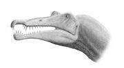 Spinosaurus head based on the 2005 dal Sasso reconstruction
