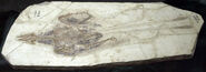 Confuciusornis sanctus fossil on display at the Paleozoological Museum of China