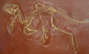 Cast of the  of Heterodontosaurus tucki.