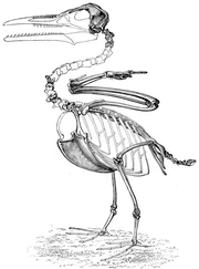 Ichthyornis skeleton restoration by O.C