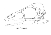 Protoavis skull 1