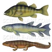 Tetrapod evolution1