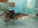 Crocodilia