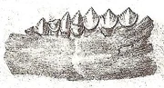 Litograph showing teeth and jaw fragments of Echinodon, found in Dorset by Samuel Beckles