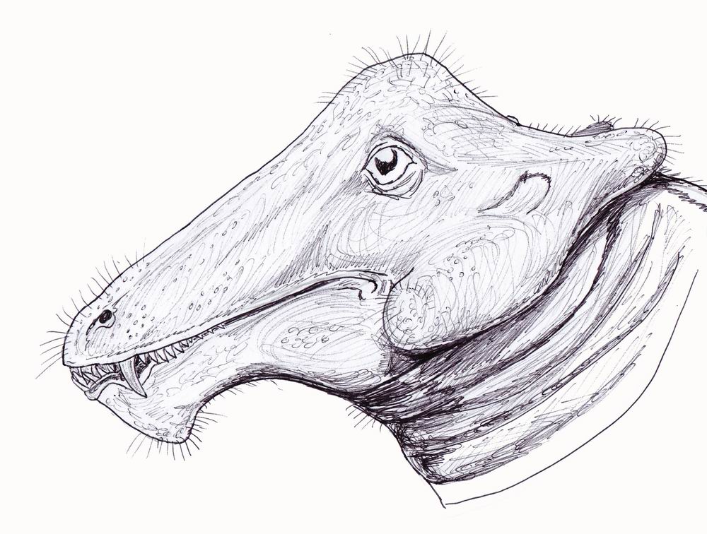 Styracocephalus | Fossil Wiki | Fandom