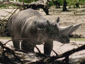 Arsinoitherium
