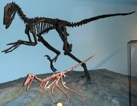 Buitreraptor (front) and  (back) skeletons at the .