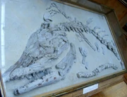 Platecarpus velox fossil, , Paris