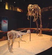 Jane stalking its prey, 2007.