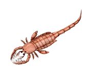 Mixopterus BW