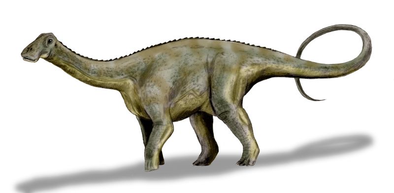 Nigersaurus Fossil Wiki Fandom