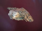 Thrinaxodon liorhinus