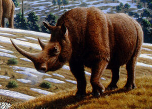 Coelodonta