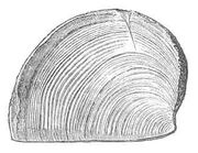 Trigonellites latus