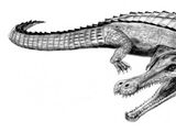 Sarcosuchus