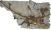 Tianyuraptor skeleton 1
