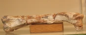 Valdosaurus femur.