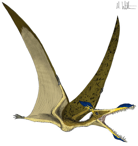 Caulkicephalus