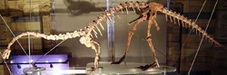 A mounted Massospondylus skeleton at the , , showing an outdated pre-2007 pose