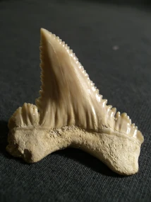  with crenulations in the blade.