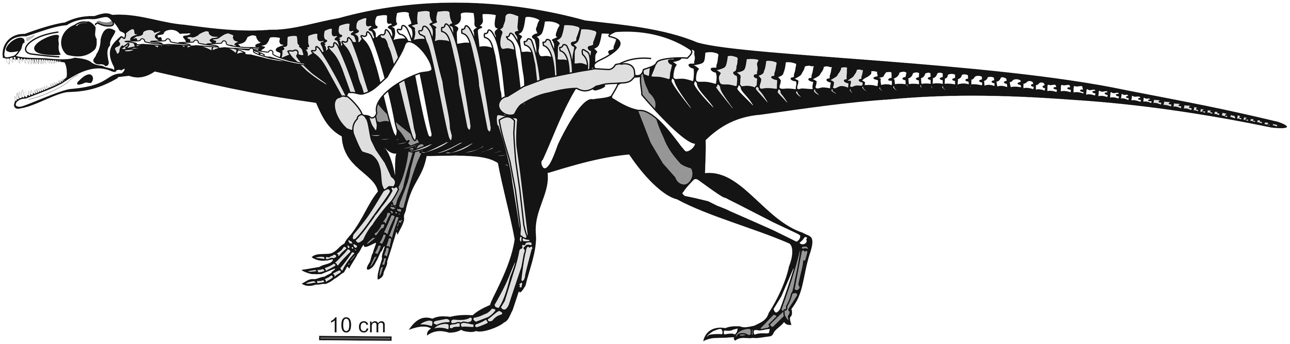 List of sauropodomorph type specimens - Wikipedia