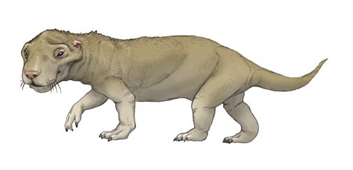 Traversodon | Fossil Wiki | Fandom