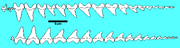 This drawing (adapted from Shimada, 1994) shows the arrangement of teeth in the upper and lower jaws of Cretoxyrhina mantelli. The front of the jaw is to the left. This shark had a total of about 80 teeth at the gum line. Each of these teeth had as many as 7 replacement teeth in various stages of growth on the inside of the jaws.
