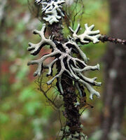 Lichen with a 3D structure may be preserved in a fashion similar to wood.