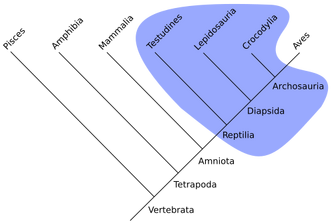 Paraphyletic