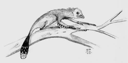 Reconstruction of the juvenile named .The  may well be the closest known relatives of , and perhaps of all birds.