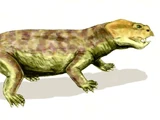 Anomodontia