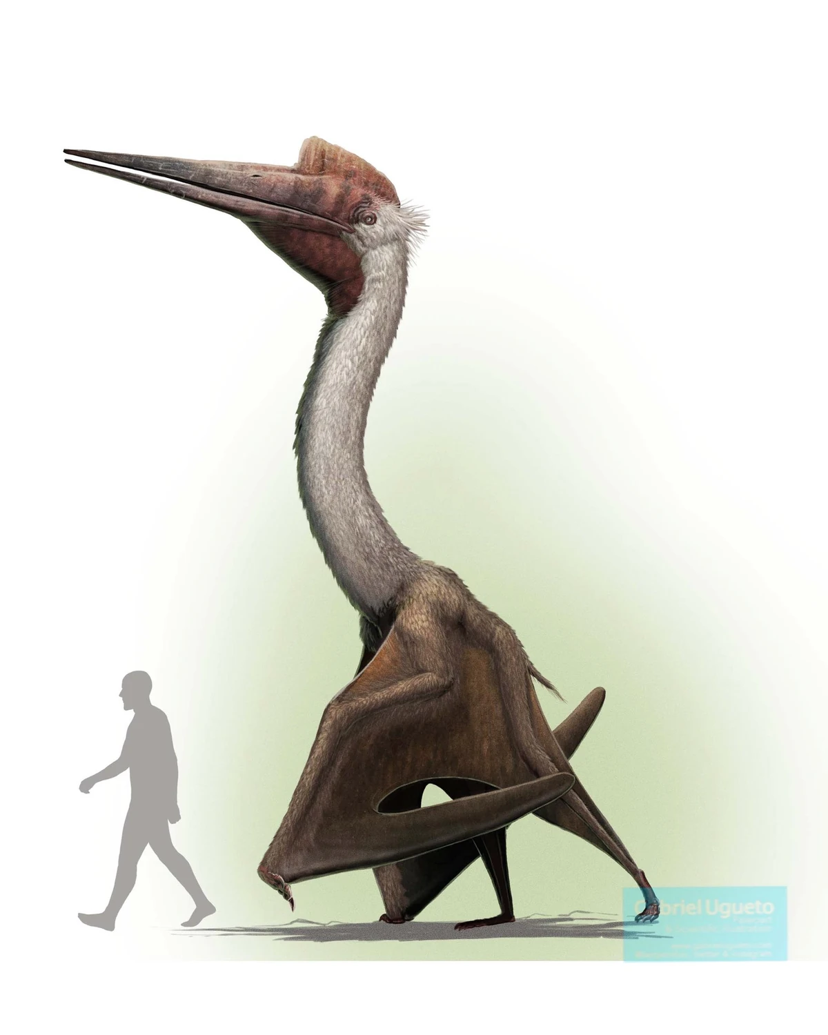 Quetzalcoatlus Fossil Wiki Fandom