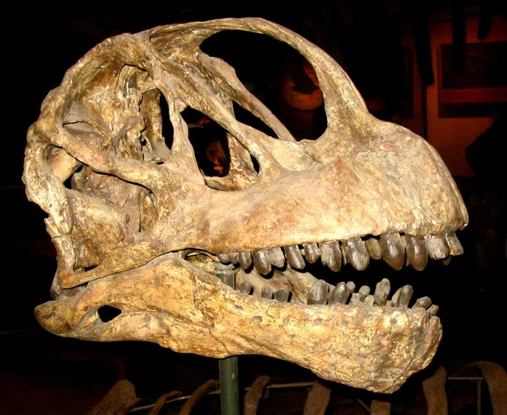 Camarasaurus | Fossil Wiki | Fandom