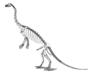 Anchisaurus skeleton restoration by O.C. Marsh.