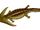 Amphibia