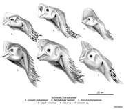 Oviraptorine profiles.