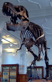 Stan the Trex at Manchester Museum