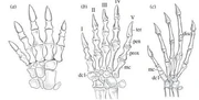 Fossil-hands-comparison-thumb suminia