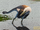 Buitreraptor