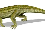 Uberabasuchus