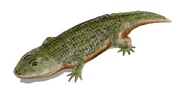 Peltobatrachus - a stereospondyl