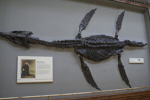 Pliosaur